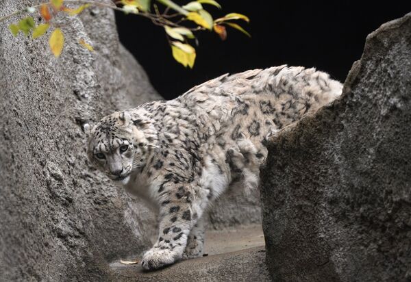 Московскому зоопарку - 150 лет - Sputnik Кыргызстан