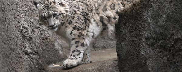 Снежный барс. Архивное фото - Sputnik Кыргызстан