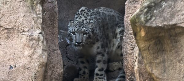 Ак илбирс. Архив - Sputnik Кыргызстан