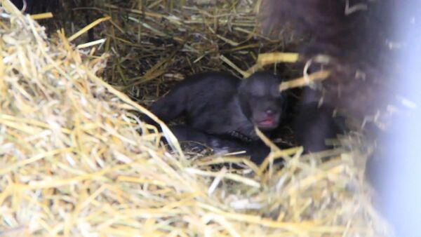 Пятерых новорожденных медвежат из зоопарка в Уфе впервые показали публике - Sputnik Кыргызстан