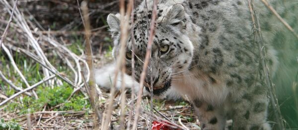 Кыргызстандагы илбирс. Архив - Sputnik Кыргызстан