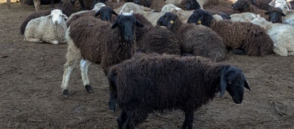 Овцы. Архивное фото - Sputnik Кыргызстан