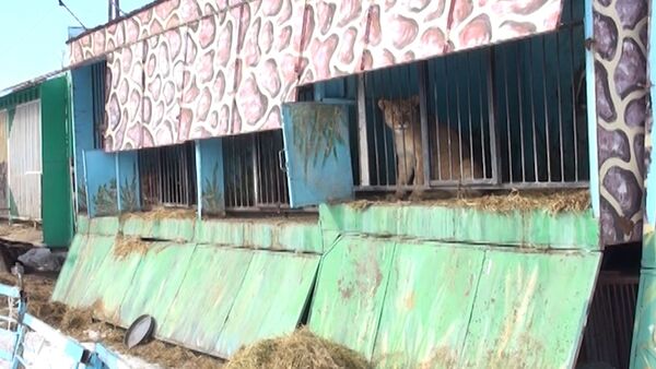 Брошенный частный зоопарк в Гюмри: львы и медведи в голодном заточении - Sputnik Кыргызстан