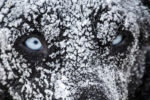 Соревнования Большая Одиссея на собачьих упряжках на полярной базе Валь-Сени, Франция - Sputnik Кыргызстан