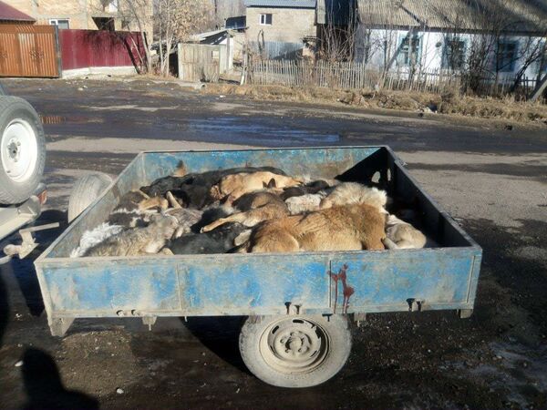 Отстрелянные собаки в кузове автомобиля. - Sputnik Кыргызстан