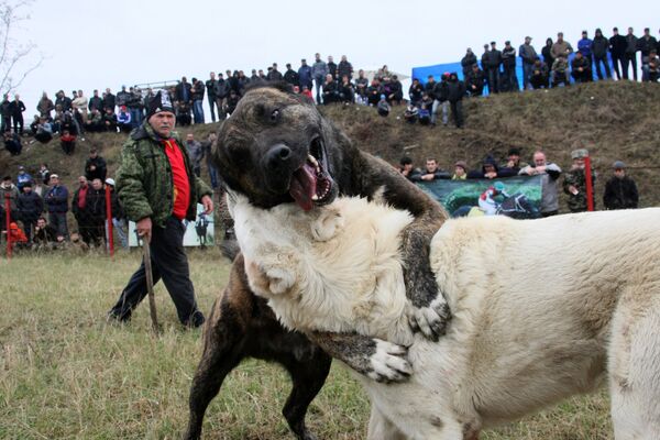 Собаки во время одной из схваток на собачьих боях. Архивное фото - Sputnik Кыргызстан