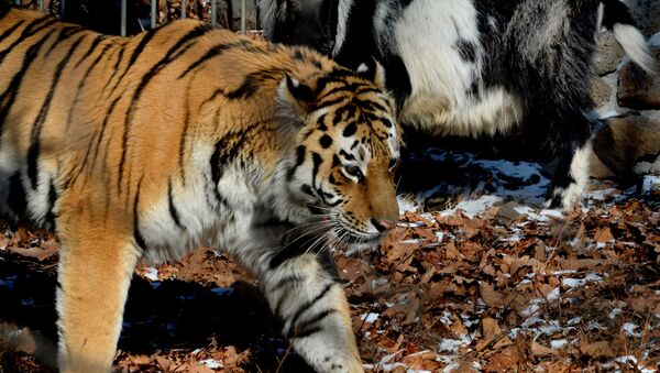 Уссурийский тигр по кличке Амур и козел по кличке Тимур. Архивное фото - Sputnik Кыргызстан
