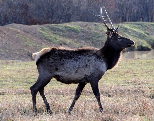 Новоникольский конный завод в Приморском крае - Sputnik Кыргызстан