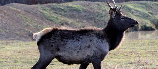 Благородный олень (марал). Архивное фото - Sputnik Кыргызстан