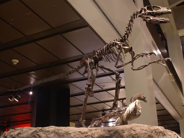 Скелет птицы динозавра археоптерикс в музее. Архивное фото - Sputnik Кыргызстан