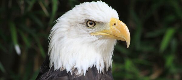 Хищная птица белоголовый орлан. Архивное фото Хищная птица белоголовый орлан. Архивное фото - Sputnik Кыргызстан