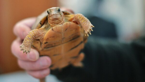 Маленькая черепаха в руках человека. Архивное фото - Sputnik Кыргызстан