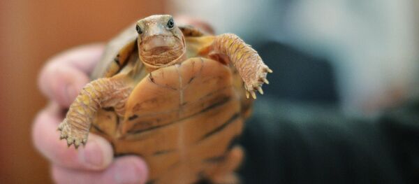 Передача черепах и змей от Центра передержки Департамента природопользования Московскому зоопарку - Sputnik Кыргызстан