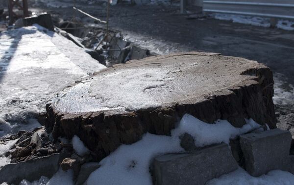 Пень от вырубленного дерева. - Sputnik Кыргызстан