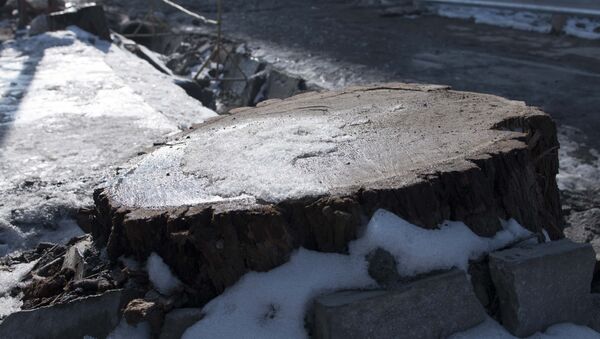 Пень от вырубленного дерева. Архивное фото - Sputnik Кыргызстан