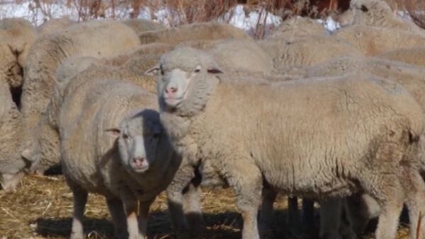 Кыргызские фермеры пытаются восстановить тонкорунную породу овец - Sputnik Кыргызстан