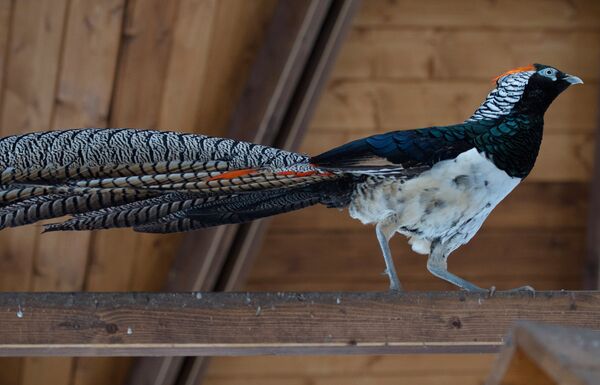 Алмазные и золотые фазаны в парке Горького - Sputnik Кыргызстан