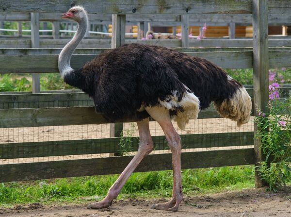 Ферма Страусиный хутор в Ленинградской области - Sputnik Кыргызстан