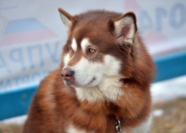 Этап Кубка мира по гонкам на собачьих упряжках и скиджорингу - Sputnik Кыргызстан