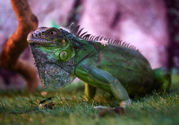 Священник организовал зоосад при храме в Санкт-Петербурге - Sputnik Кыргызстан