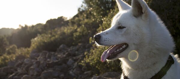 Хатико паросдасындагы ит. Архив - Sputnik Кыргызстан