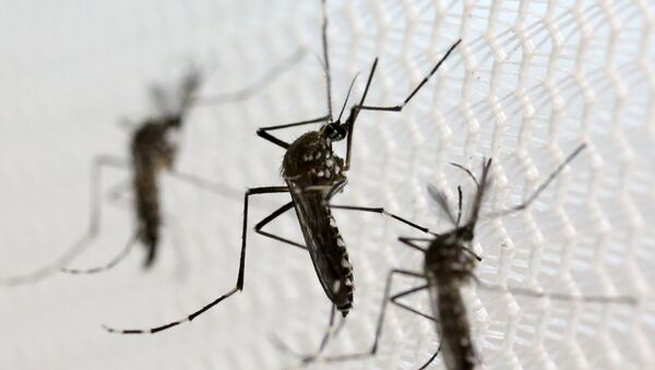 Зика оорусун тараткан Aedes albopictus чиркейи. Архив - Sputnik Кыргызстан