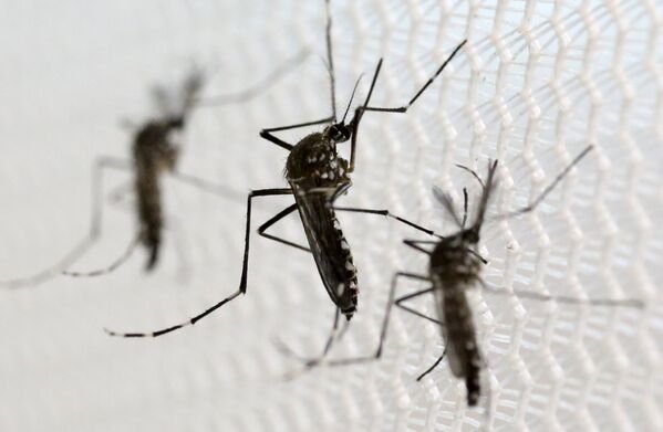 Лабораториядагы Зика вирусун алып жүрүүчү Aedes albopictus чиркейлер. Бразилиянын 18 штатында Зика вирусунан жарым миллиондон ашык жаран жабыркаган. Бул вирусту алып жүргөн чиркейлерди жок кылуу үчүн өлкөнүн куралдуу күчтөрү 220 миң аскерди аймакка атайын химиялык кошулмаларды чачуу үчүн жөнөттү - Sputnik Кыргызстан