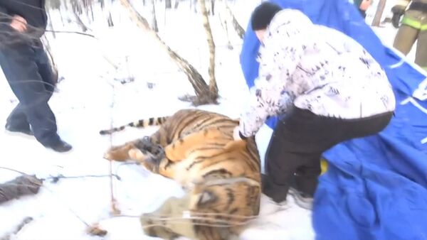 Ветеринар выстрелил транквилизатором в сбежавшего под Воронежем тигра - Sputnik Кыргызстан