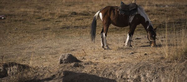 Ат. Архив - Sputnik Кыргызстан