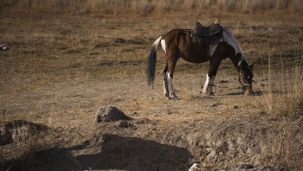 Выпас лошади. Архивное фото - Sputnik Кыргызстан