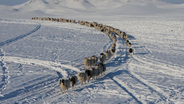 Отара овец. Архивное фото - Sputnik Кыргызстан