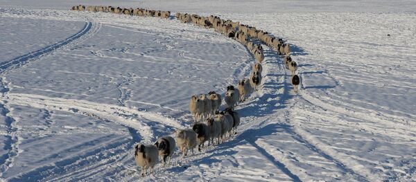 Зимние чабанские стоянки в Республике Тыва - Sputnik Кыргызстан