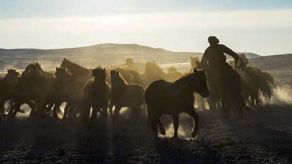 Чабан арканит необъезженного коня. Архивное фото - Sputnik Кыргызстан