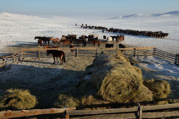 Зимние чабанские стоянки в Республике Тыва - Sputnik Кыргызстан