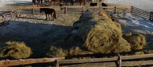 Зимние чабанские стоянки в Республике Тыва - Sputnik Кыргызстан