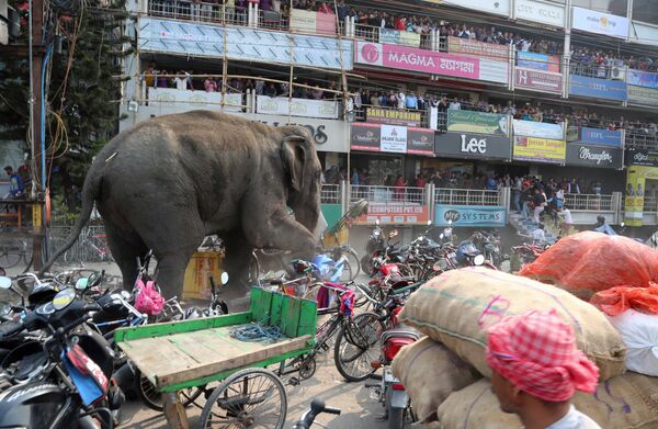 Дикий слон устроил погром на улицах индийского города Силигури - Sputnik Кыргызстан