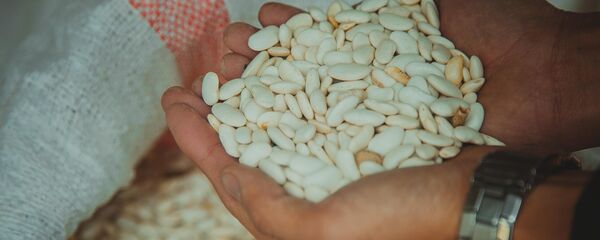 Выращивание фасоля в Кыргызстане - Sputnik Кыргызстан