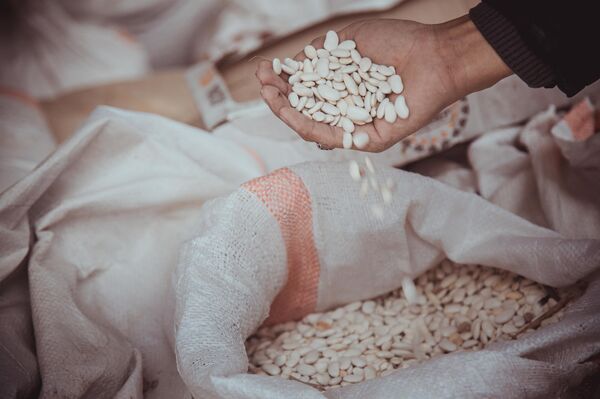 Выращивание фасоля в Кыргызстане - Sputnik Кыргызстан