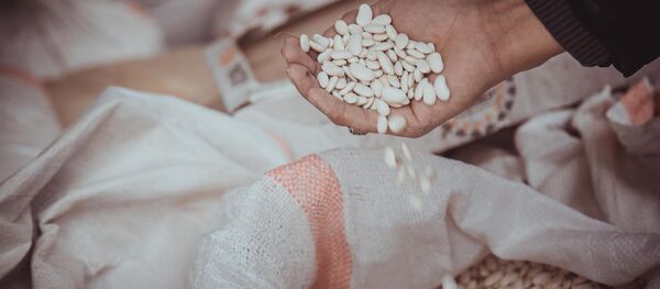 Каптагы төө буурчак. Архив - Sputnik Кыргызстан