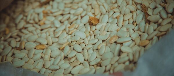 Выращивание фасоля в Кыргызстане Выращивание фасоля в Кыргызстане - Sputnik Кыргызстан