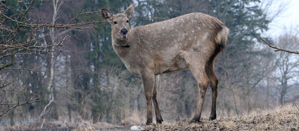 Элик. Архив - Sputnik Кыргызстан
