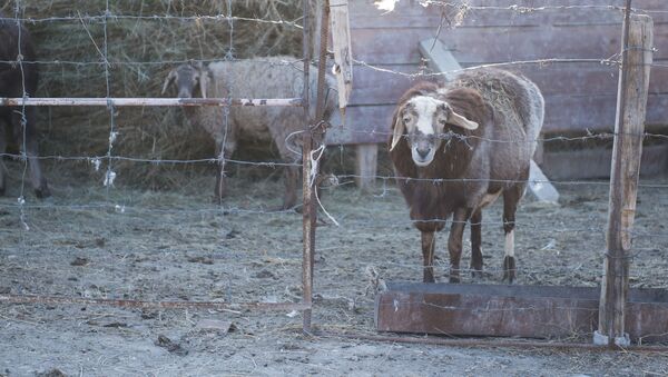 Овцы в сарае. Архивное фото - Sputnik Кыргызстан