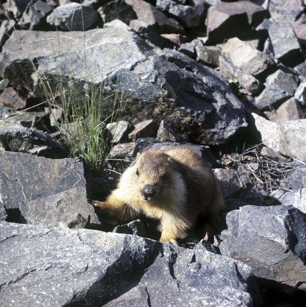 Сурок Мензбира - Sputnik Кыргызстан