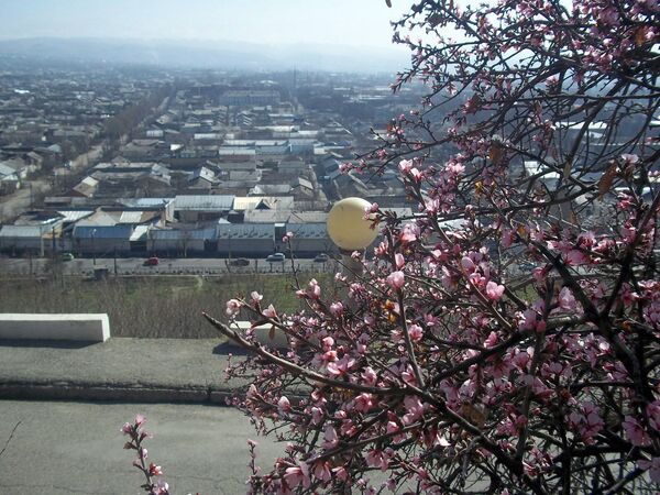 На горе Сулайман-Тоо ранней весной расцвели деревья фисташки. - Sputnik Кыргызстан
