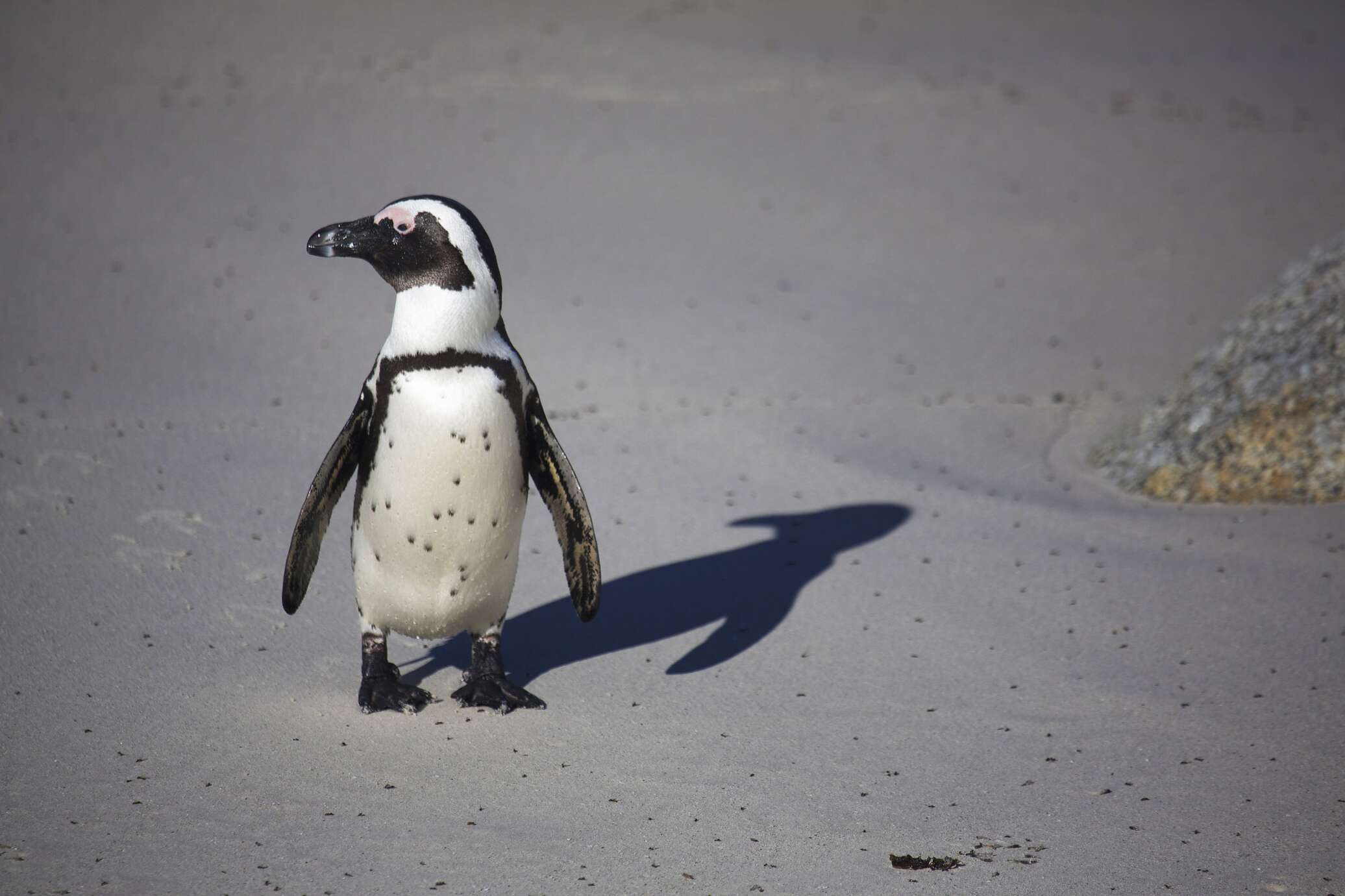 Почему пингвины имеют смазанные жиром перья?