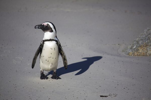 Пингвин на берегу. Архивное фото - Sputnik Кыргызстан
