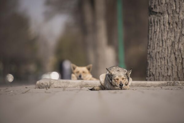 Бездомные животные в Бишкеке - Sputnik Кыргызстан