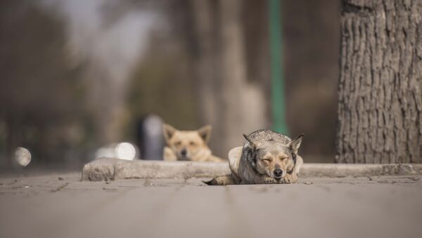 Бездомные животные в Бишкеке - Sputnik Кыргызстан