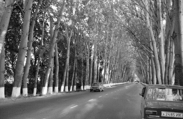 Тополиная аллея вдоль береговой полосы озера Иссык-Куль - Sputnik Кыргызстан