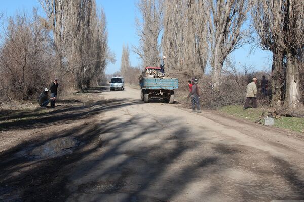 Вырубка деревьев в селе Жаны-Жер - Sputnik Кыргызстан